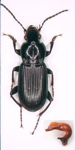 Pterostichus anthracinus